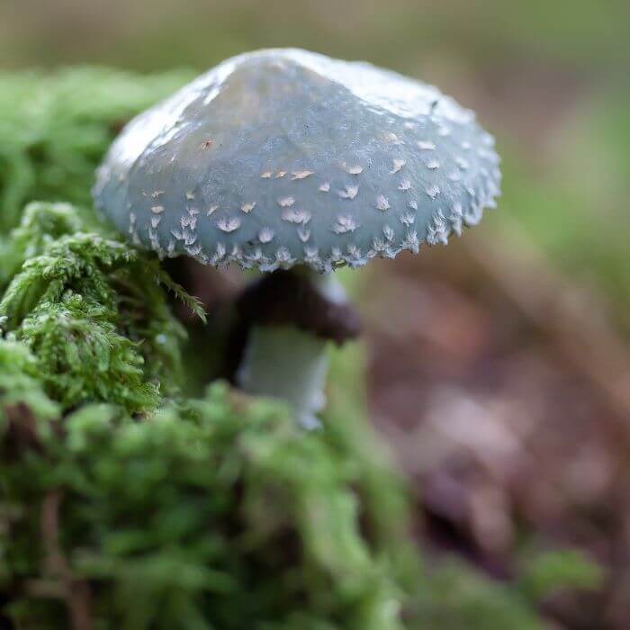 Stropharia Caerulea