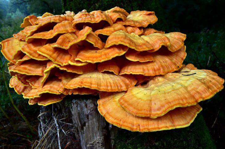 Sulphur Shelf Mushroom