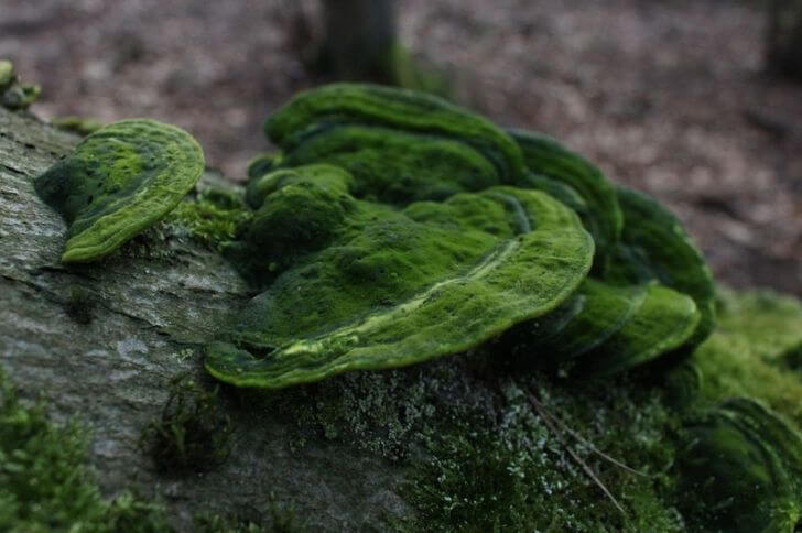 Trametes gibbosa