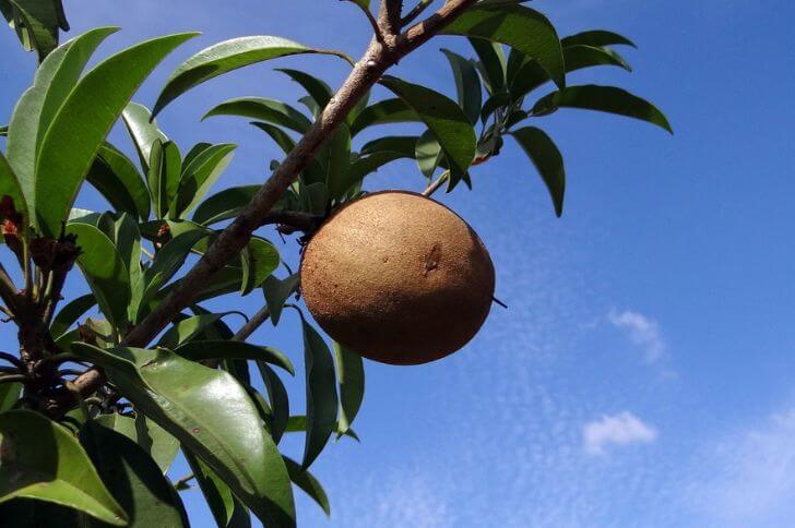 black sapote