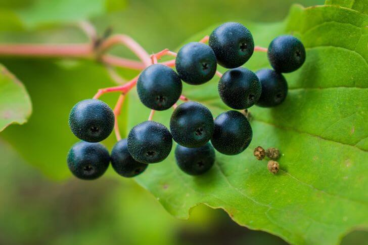 cassis fruit