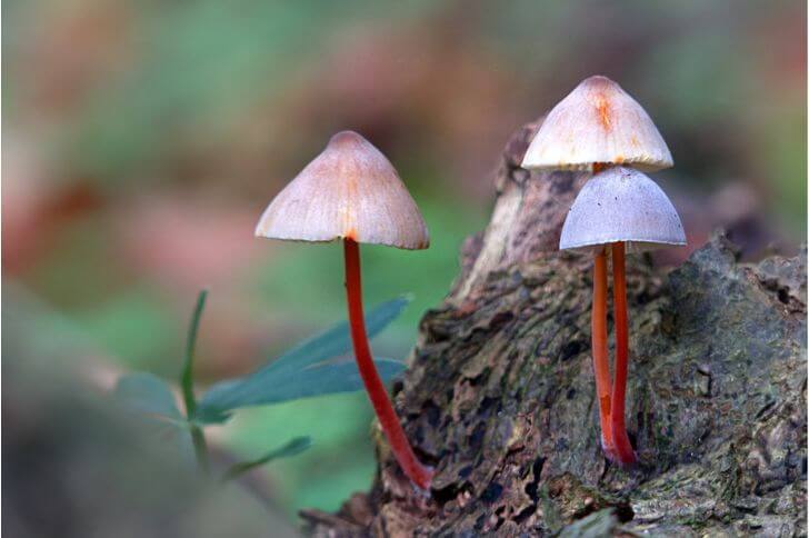 cone shaped mushrooms