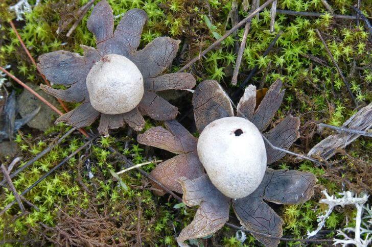 desert mushrooms