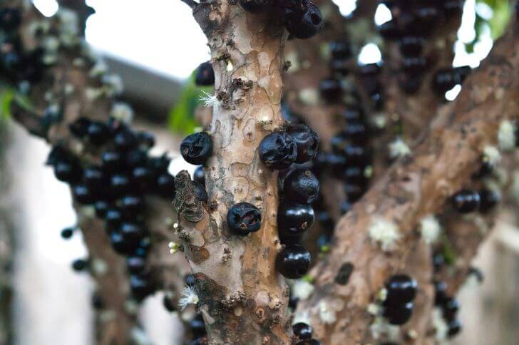 jaboticaba fruit