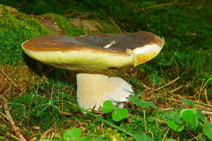 large edible mushrooms