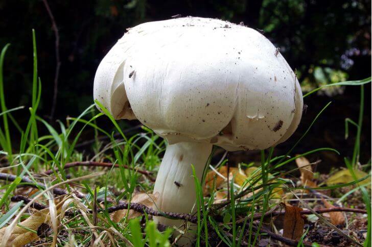 Agaricus campestris