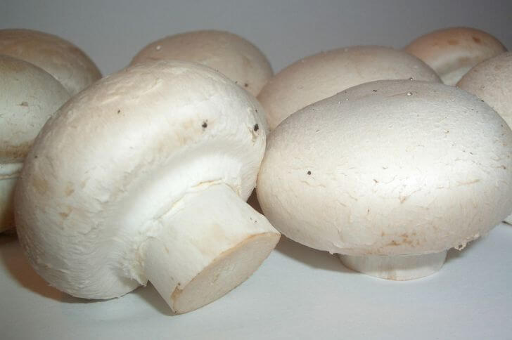 Agaricus