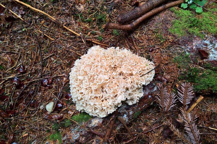 Cauliflower Mushroom