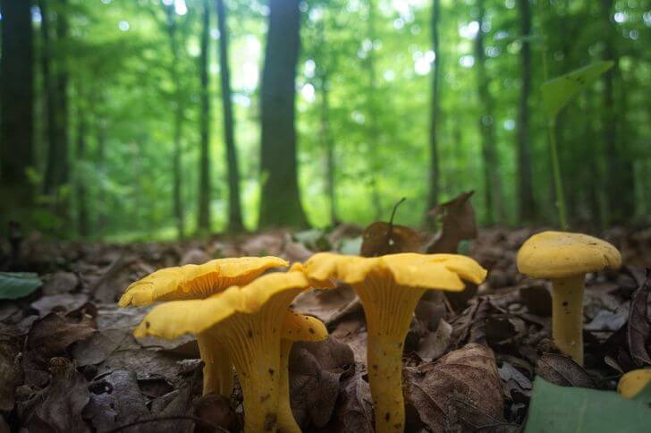 Chanterelles