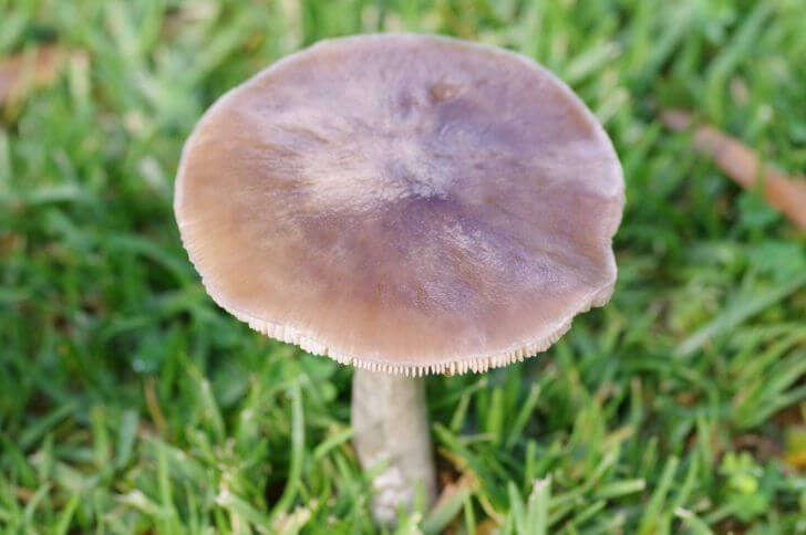 flat topped mushrooms
