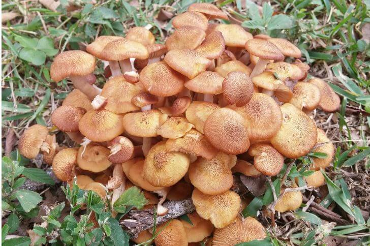 honey mushroom look alikes