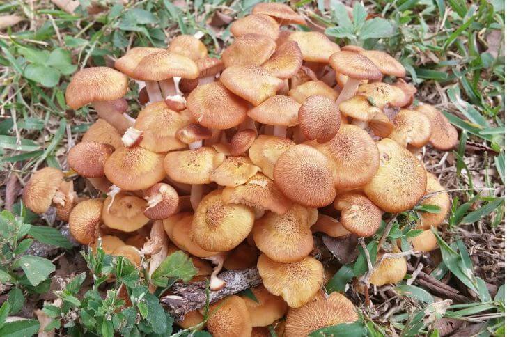 honey mushrooms