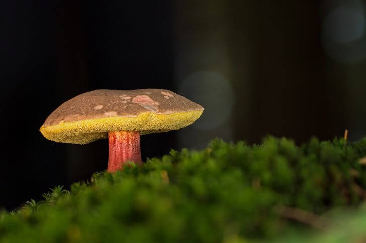 red and yellow mushrooms