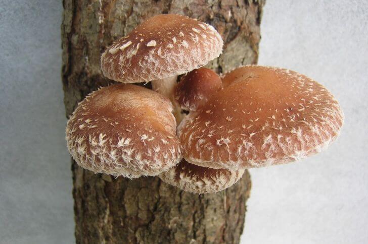 shiitake