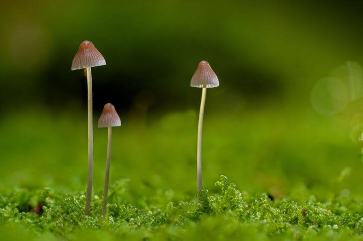 small mushrooms