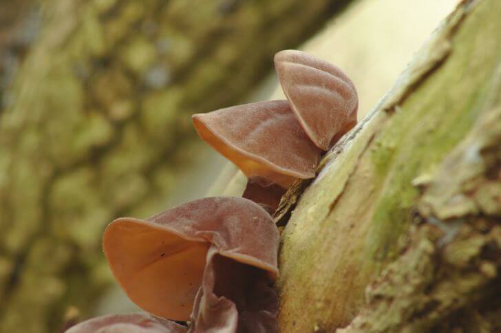 wood ear mushroom look alikes