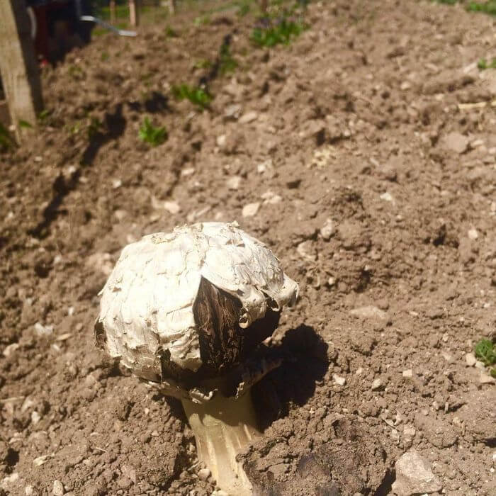 Agaricus deserticola