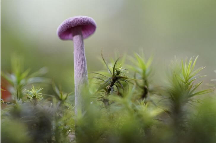 Amethyst Deceiver 