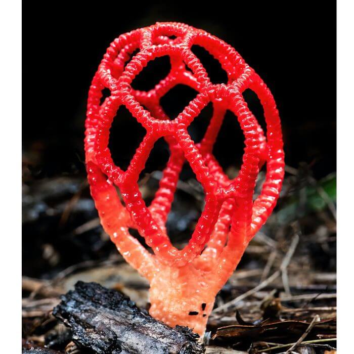 Clathrus Crispus