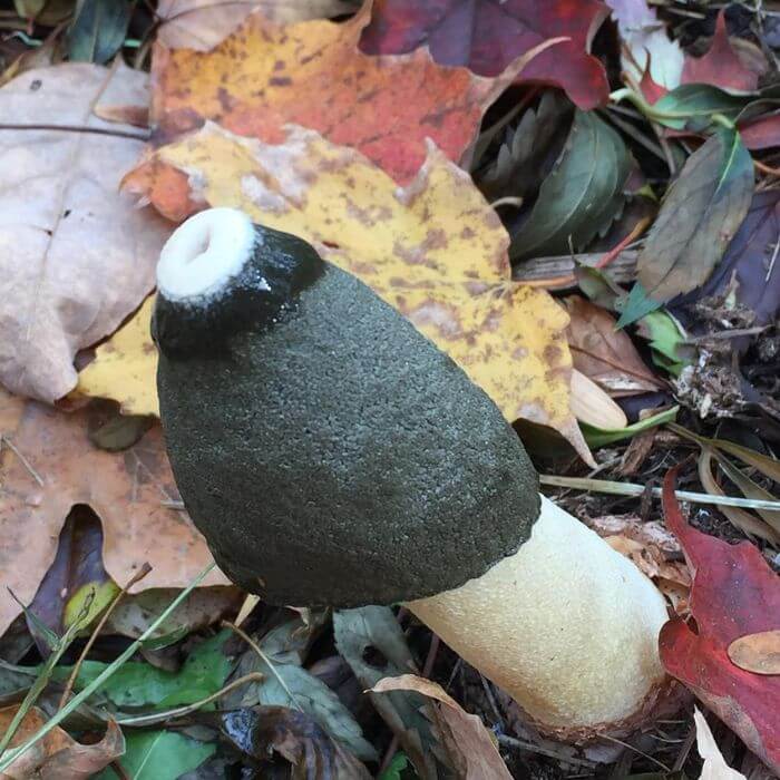 Ravenel's Stinkhorn