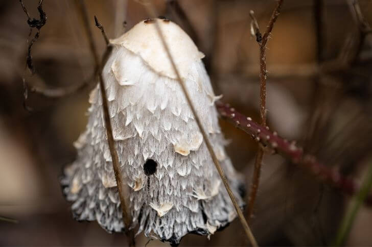 shaggy mane mushroom