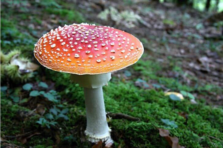 amanita muscaria