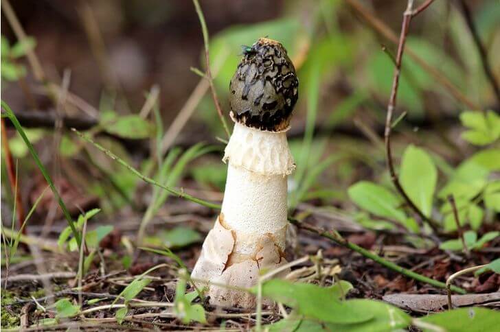 common stinkhorn