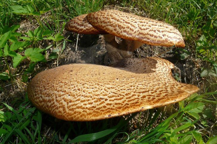 dryads saddle