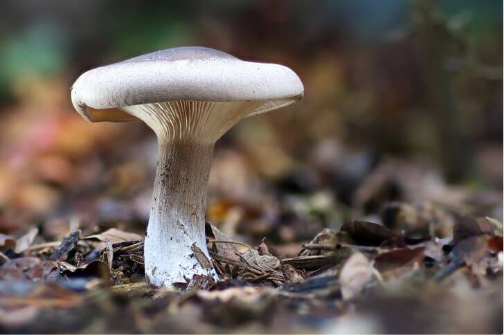 funnel-shaped mushrooms