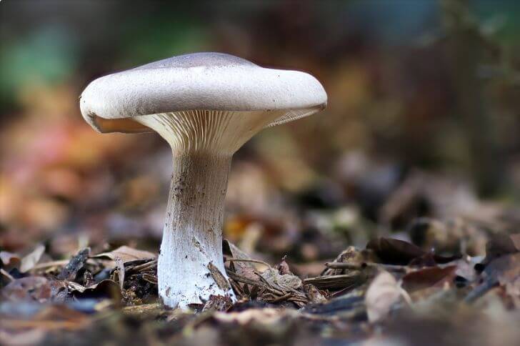 gray mushrooms