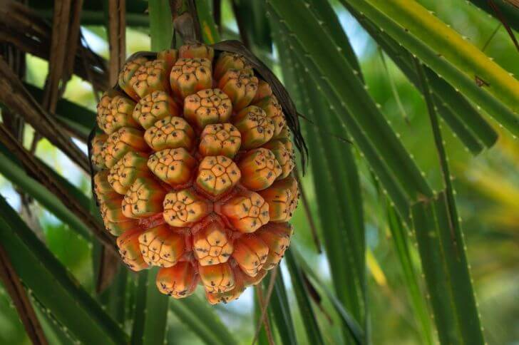 hala fruit