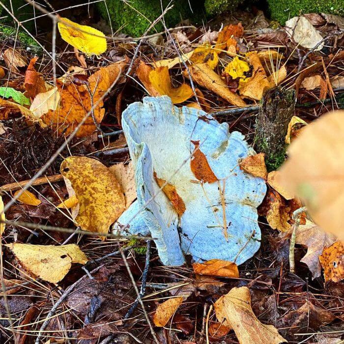 lactarius indigo