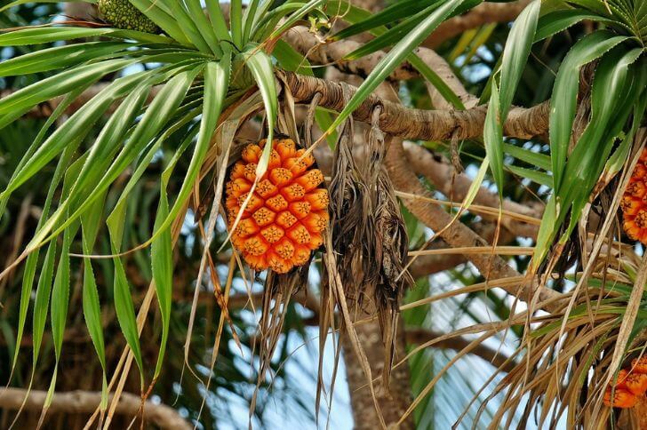 pandanus 