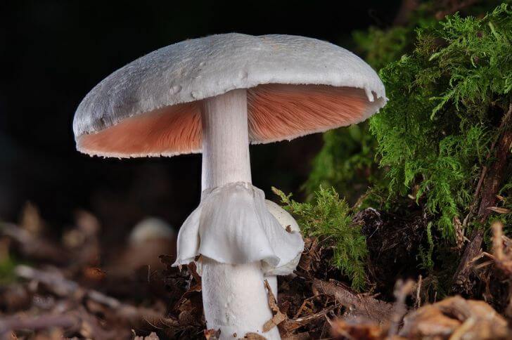 Agaricus campestris