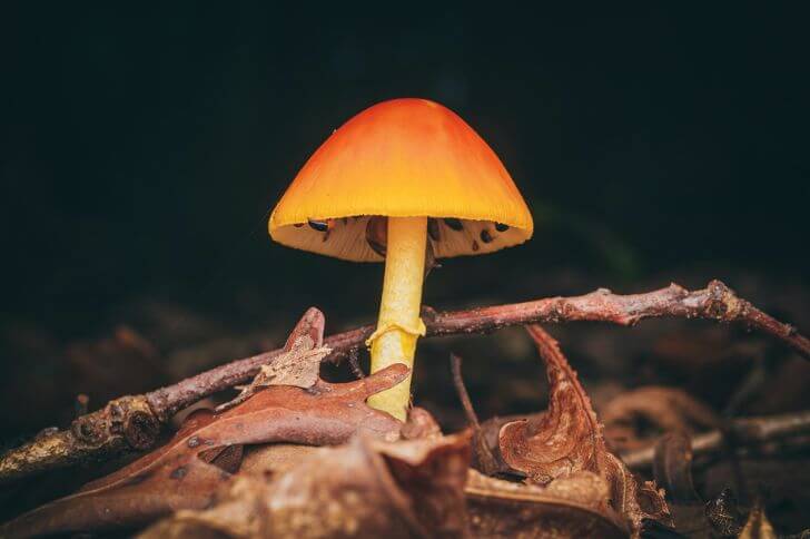 Amanita Jacksonii