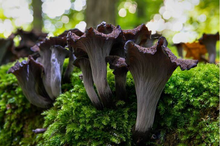 Black Trumpet Mushrooms 