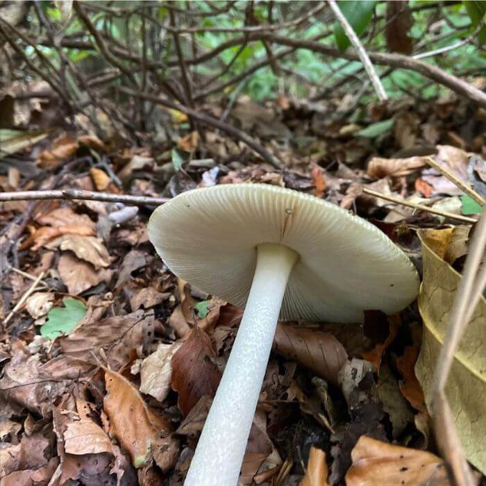 Amanita phalloides 