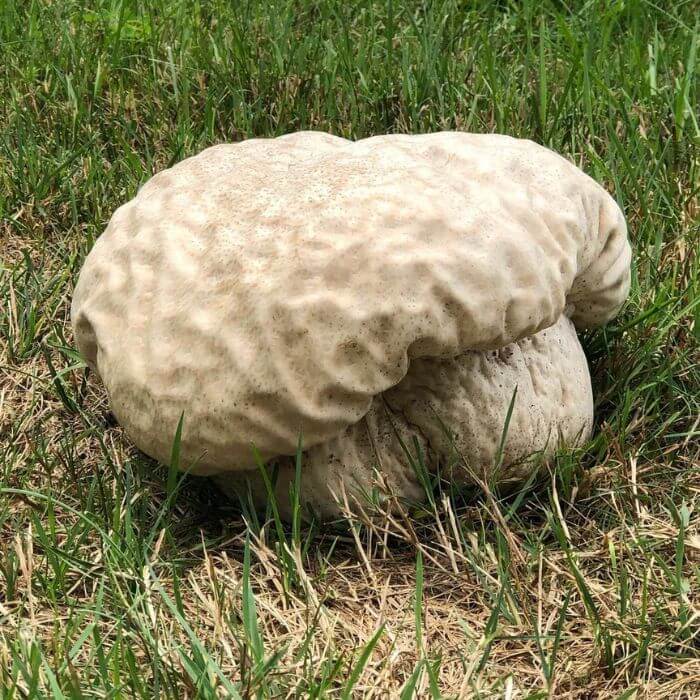 Calvatia craniiformis