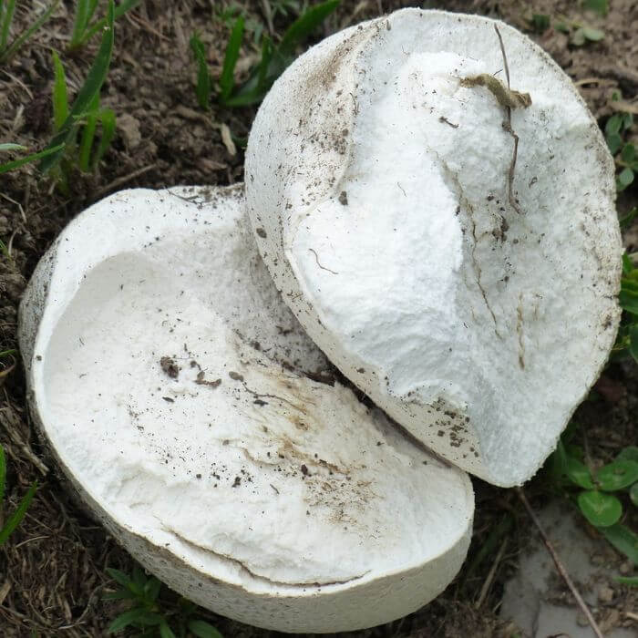 Calvatia