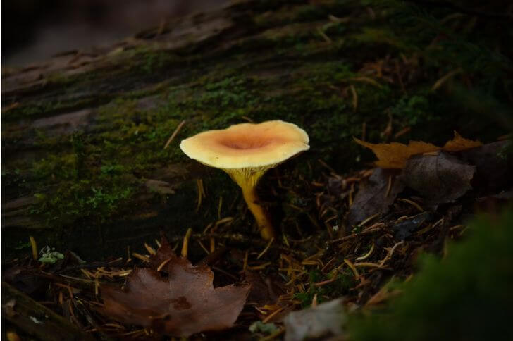  Cantharellus minor