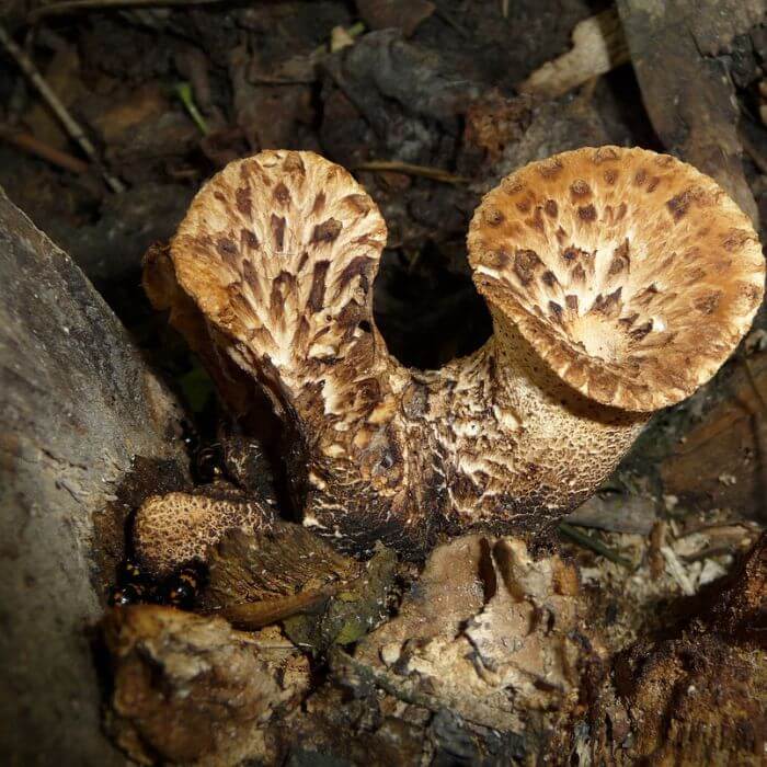 Pheasant Back Mushrooms