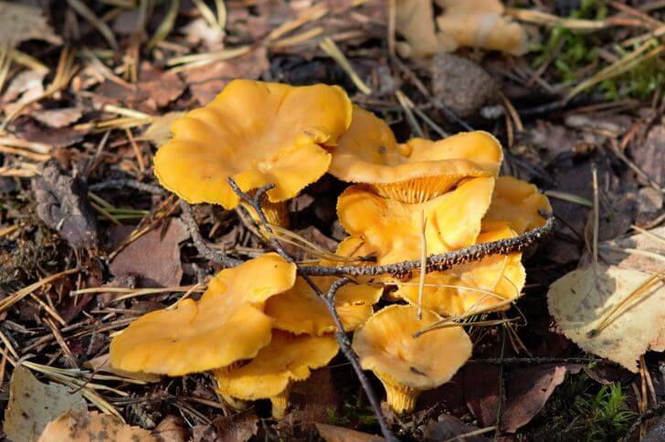 Chanterelles 