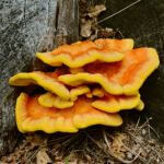 chicken of the woods