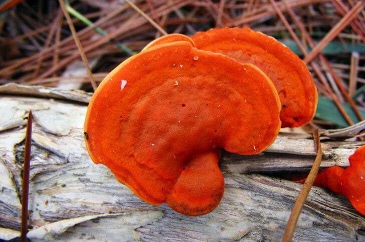 Cinnabar-red polypore