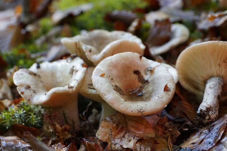 Clitocybe maxima