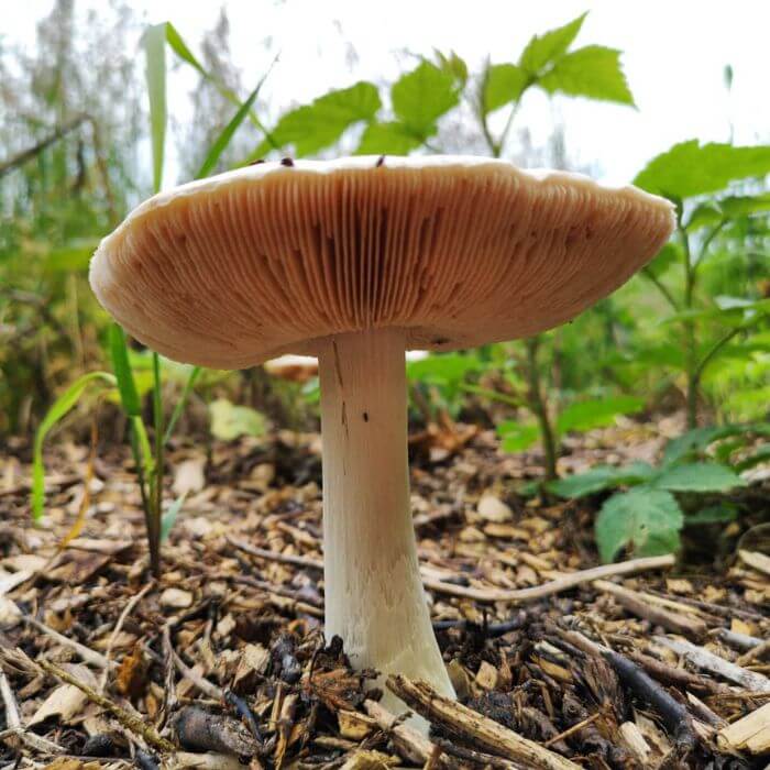 Clitocybe rivulosa