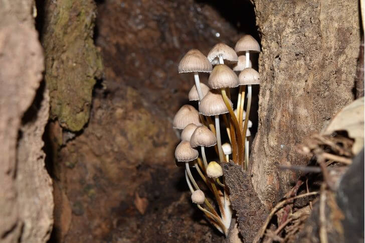 Conocybe Apala 