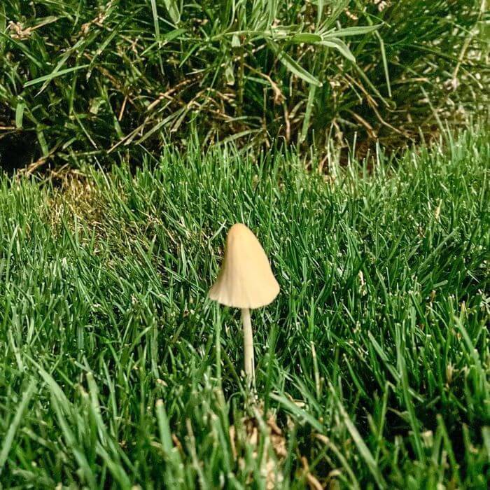 Conocybe Apala