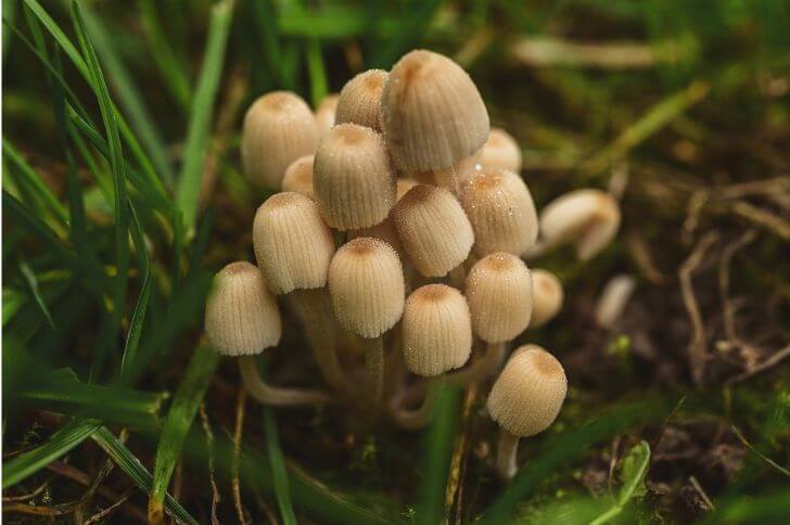 Coprinellus micaceus