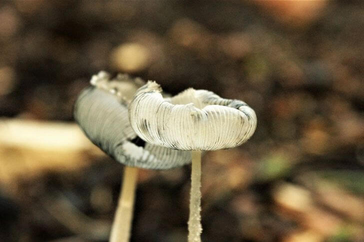 Coprinopsis cinerea